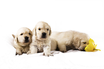 Image showing Golden retriever puppy isolated on white background with flower