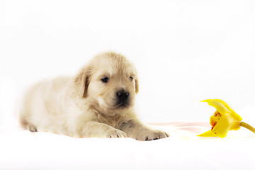 Image showing Golden retriever puppy isolated on white background with flower