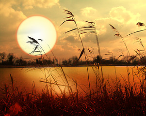 Image showing bullrushes at sunset