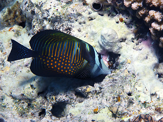 Image showing Red Sea sailfin tang