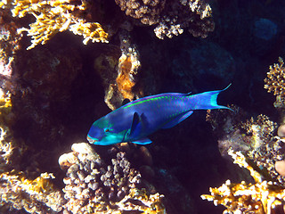 Image showing Rusty parrotfish and coral reef