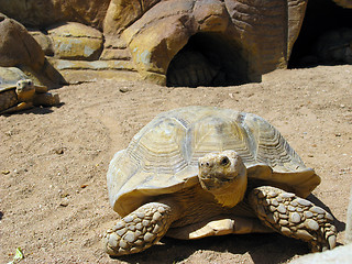 Image showing Turtle and desert