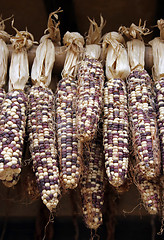 Image showing Corn