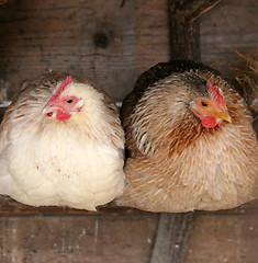 Image showing Two chickens roosting