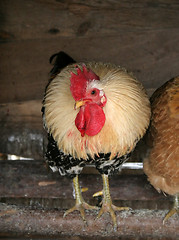 Image showing Rooster