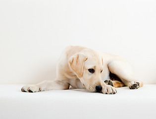 Image showing Cute labrador dog