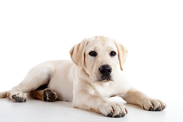 Image showing Cute labrador dog