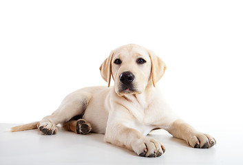 Image showing Cute labrador dog