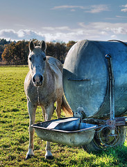 Image showing Horse drinking