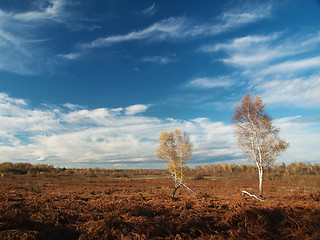 Image showing Birch trees