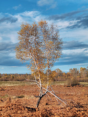 Image showing birch tree