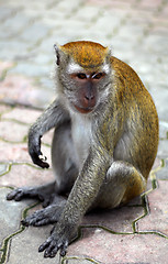 Image showing Macaque Monkey