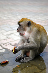 Image showing Macaque Monkey