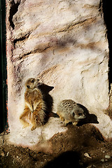 Image showing Meerkats