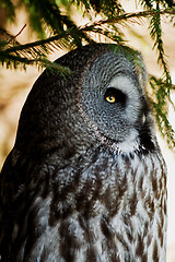 Image showing Great grey owl
