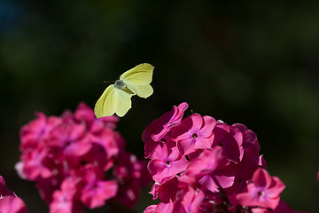 Image showing flying 