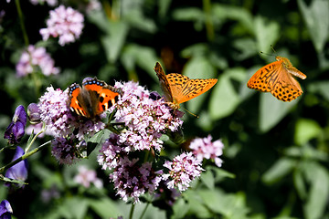 Image showing butterflies