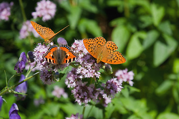 Image showing butterflies