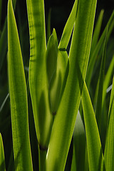 Image showing Green Straws