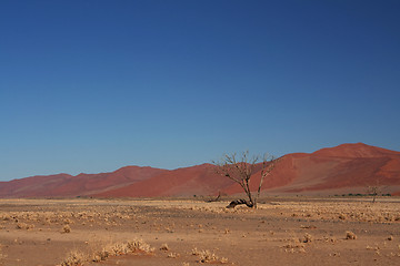 Image showing red dunes of sossusvlei