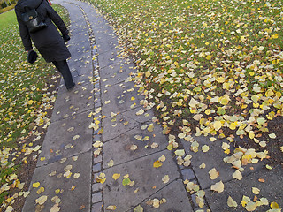 Image showing Autumn walk