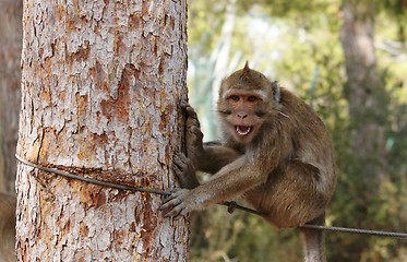 Image showing Small grinning monkey on the rope 