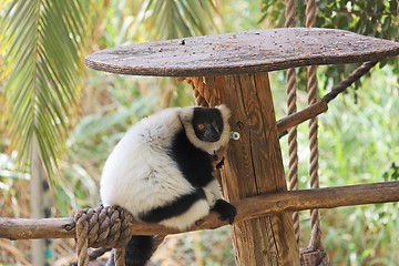 Image showing Black and white ruffed lemur in zoo