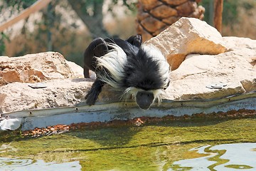 Image showing Black-and-white colobus monkey