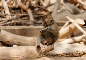 Image showing Monkey child holding its leg