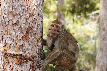 Image showing Small sad monkey sitting on the rope
