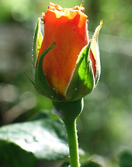 Image showing Lonely sunny rose