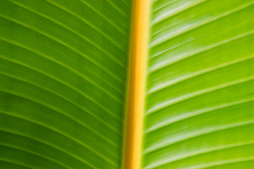 Image showing banana leaf