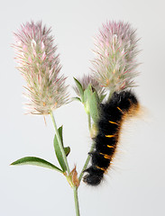 Image showing Black caterpillar