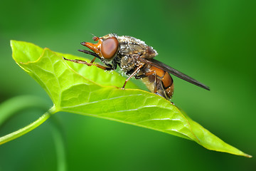 Image showing The fly on the leaf of bindweed.