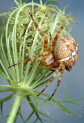 Image showing The spider Araneus diadematus on the plant.