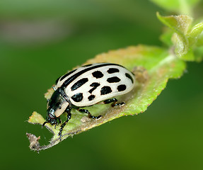 Image showing The leaf beetle eat the leaf of the plant.
