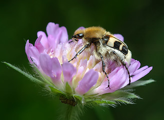 Image showing Bug Trichius fasciatus on a flower Knautia arvensis