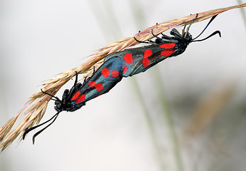 Image showing The pair of butterflies Zygaena filipendulae, copulation.