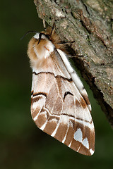 Image showing The butterfly Endromis versicolora sleep on the bark of birch.