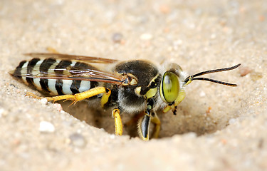 Image showing The wasp Bembex rostratus.