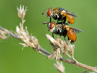 Image showing The pair of fly Tachina on the dry branch.