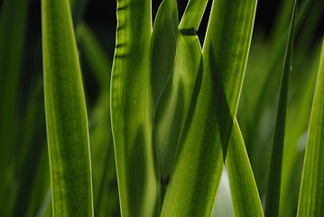 Image showing Green Stripes