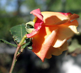 Image showing Rose profile