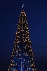 Image showing Beautiful tall Christmas tree (at sunset)