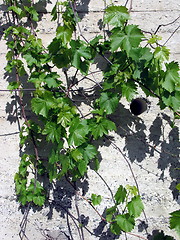 Image showing Vines on the wall. Platres. Cyprus