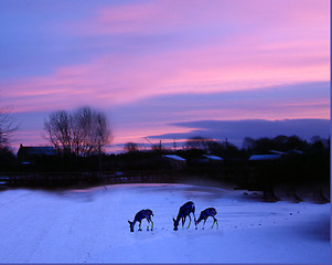 Image showing deer in the snow