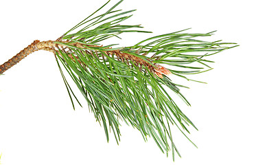 Image showing branch  pine