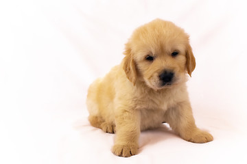 Image showing Golden retriever puppy isolated on white background