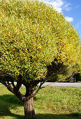 Image showing Small Willow Tree 