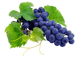 Image showing Fresh grape cluster with green leafs